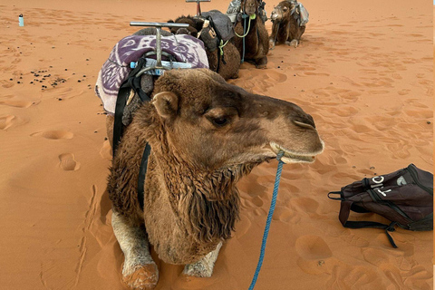 Doha:Inland Sea Guided Tour with Local Expert & Refreshments