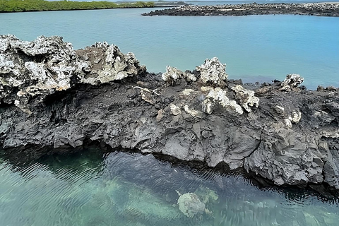 Explora las Maravillas Naturales de Isabela y el Islote Tintoreras