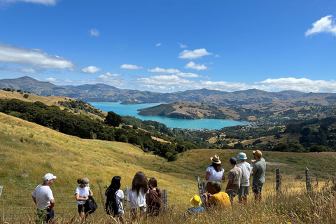 From Christchurch: Akaroa Private Day Trip & Nature Cruise