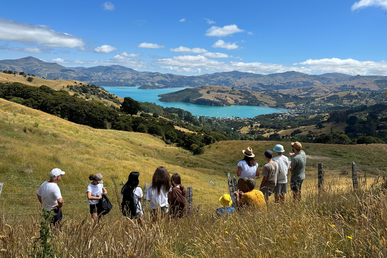 From Christchurch: Akaroa Private Day Trip & Nature Cruise