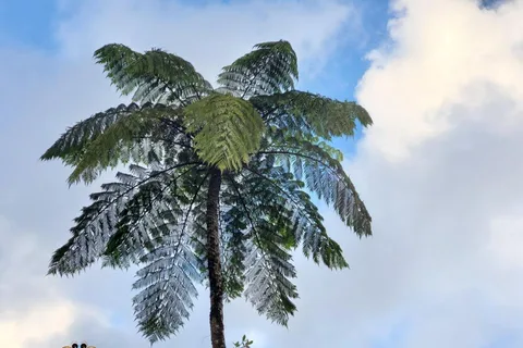 San Juan: Hike to The Clouds & Forest Bathing