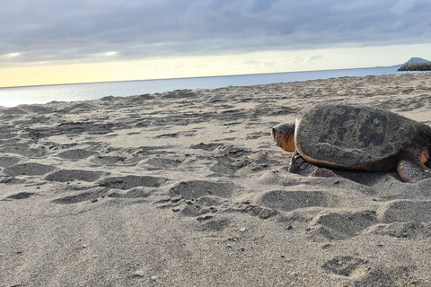 Sal Island: Turtle Watching Experience