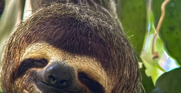Manuel Antonio National Park Guided Tour, Certified Guide