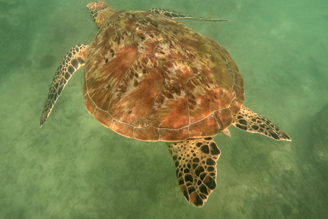 Mirissa Whale and Dolphin Snorkeling with Free Turtle Safari