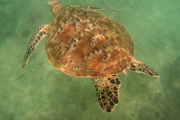Mirissa Whale and Dolphin Snorkeling with Free Turtle Safari