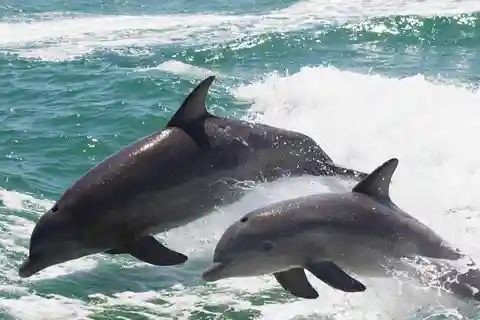 Muscat: Dolphin Watch & Snorkelling