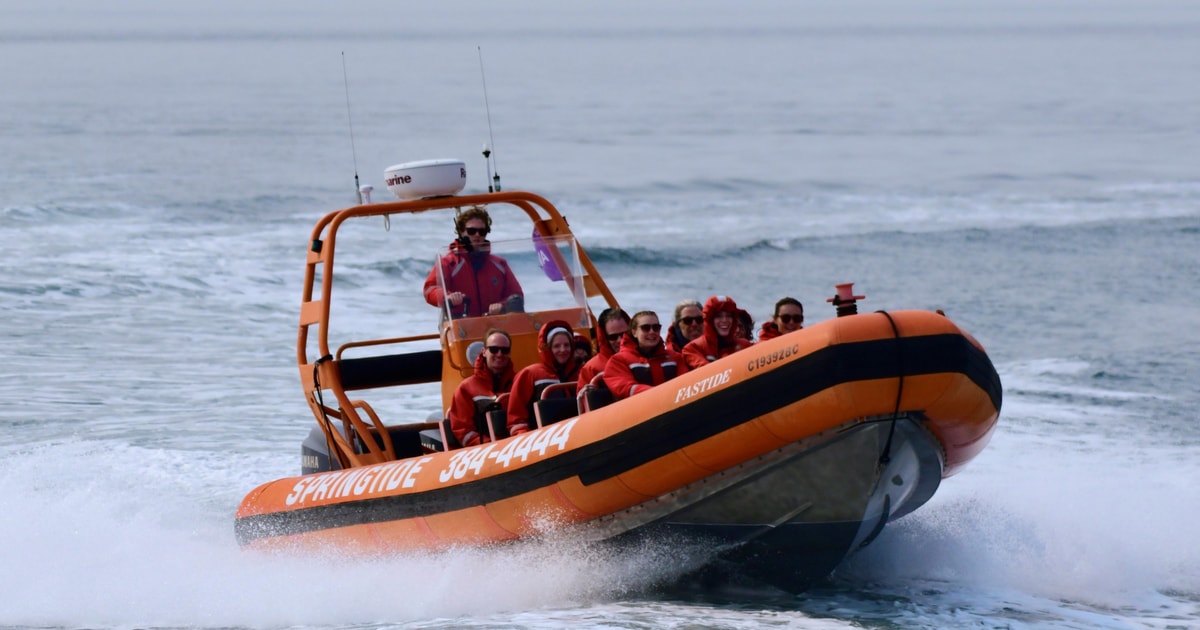 From Victoria: Whale Watching Tour by Zodiac Boat GetYourGuide