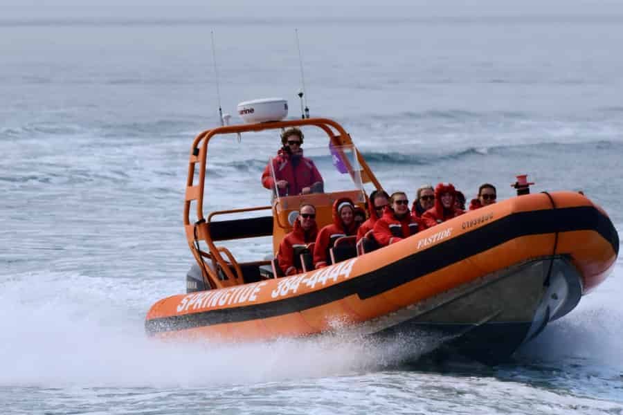Von Victoria: Whale Watching Tour mit dem Zodiac-Boot. Foto: GetYourGuide