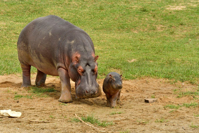 15-dniowa wycieczka safari po UgandzieWycieczka budżetowa