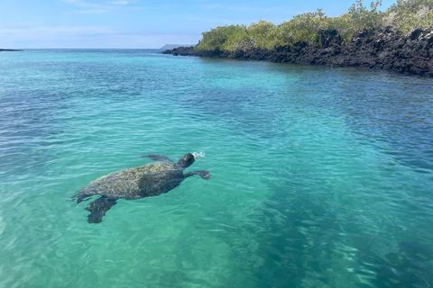 Penguins, blue footed boobies and sea turtles encounter