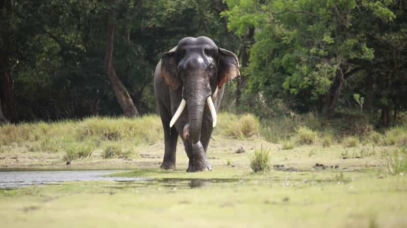 Kaudulla National Park-Elephant Gathering Safari | GetYourGuide