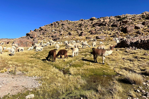 Arequipa: Experience the adventure at the Pillones Waterfall and Stone Forest