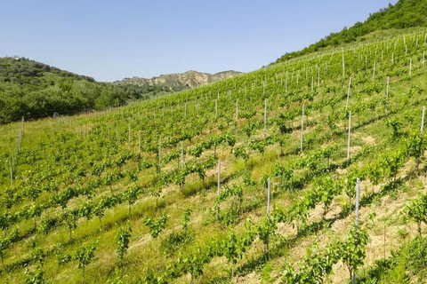 Golem , Durres : Wine Tasting Tour with Hotel Pickup