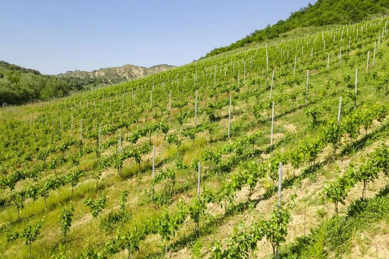 Golem , Durres : Wine Tasting Tour with Hotel Pickup