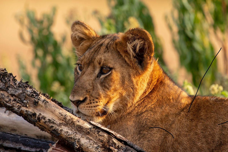 Entdecke unseren besten Guide für eine 1-tägige Serengeti-Safari