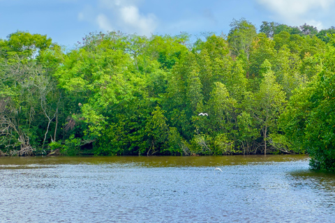 Negombo Dutch Canal & River Birding Wildlife Boat tour