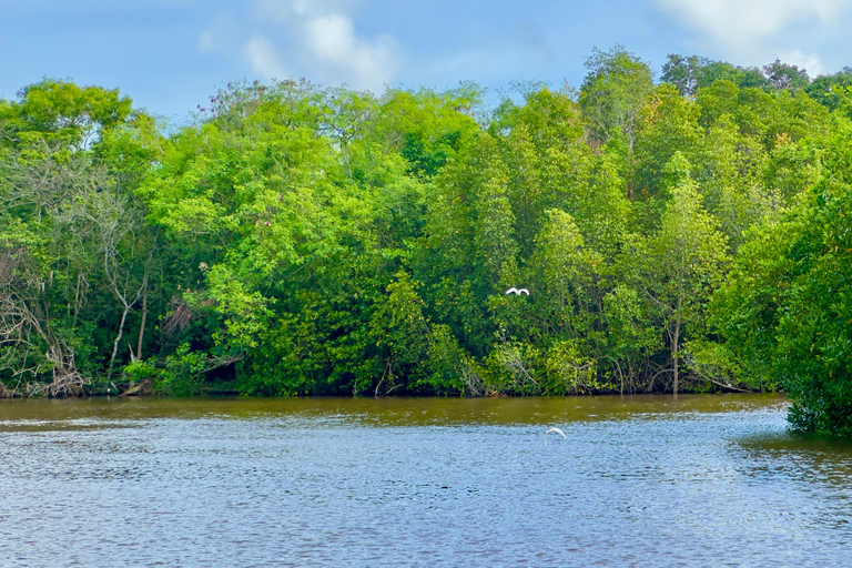 Negombo Dutch Canal & River Birding Wildlife Boat tour