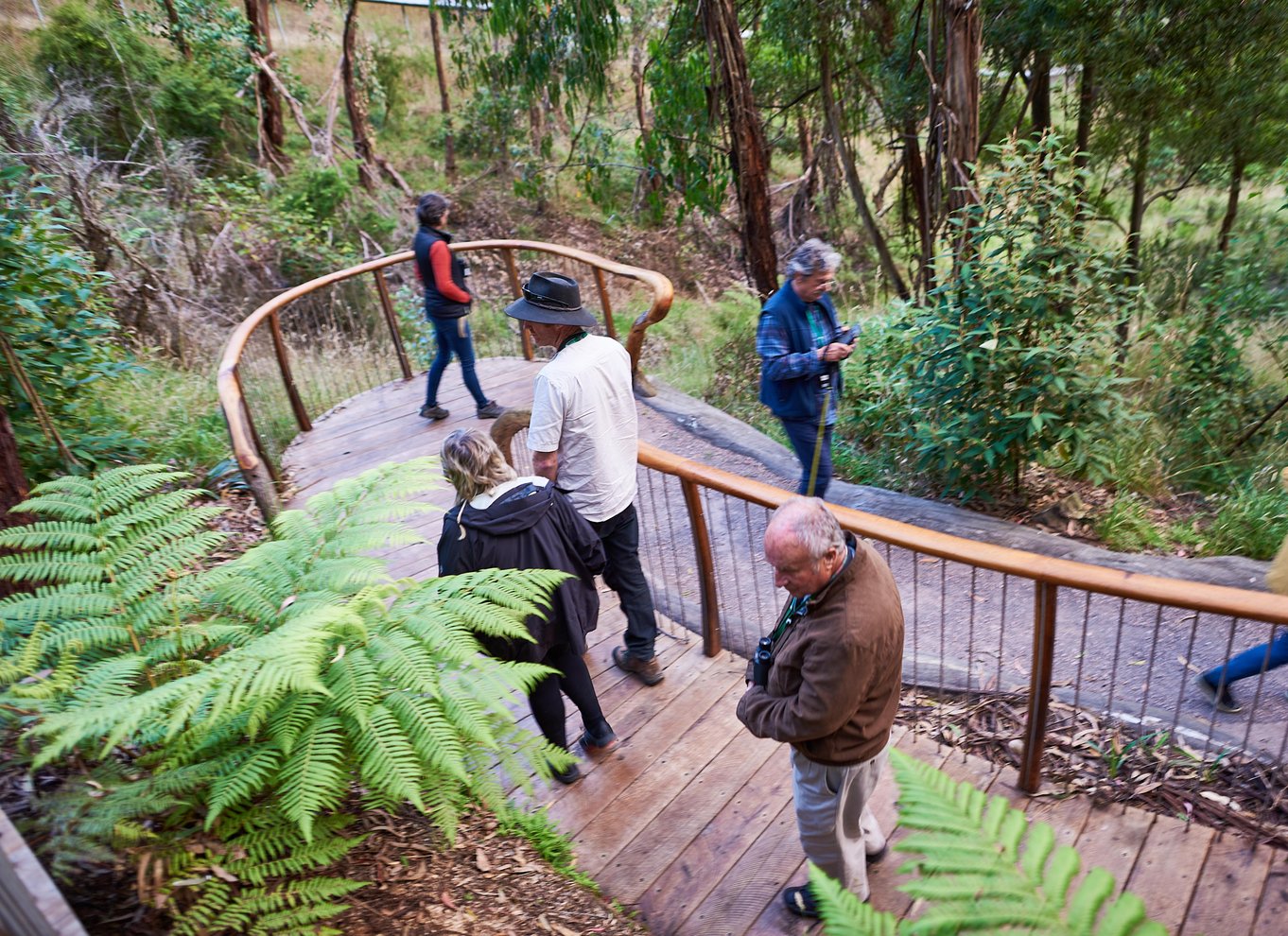 Apollo Bay: Dusk Discovery Great Ocean Road Wildlife Tour