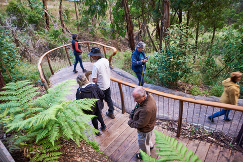 Apollo Bay: Dusk Discovery Great Ocean Road Wildlife Tour
