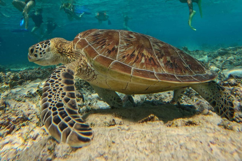 Lombok: Pearl Farm Tour and Gili Air Day Trip