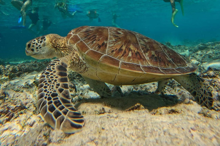 Lombok: Pearl Farm Tour and Gili Air Day Trip