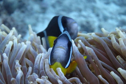 Maurice: aventure de plongée sous-marine de 3 heures sur la côte estMaurice: aventure de plongée de 3 heures sur la côte ouest