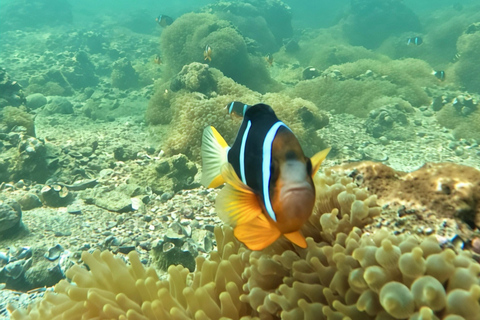 Hong Kong Sai Kung NEMO Clownfish Snorkeling Tour 【Private Tour】Hong Kong: NEMO Clownfish Snorkeling Tour