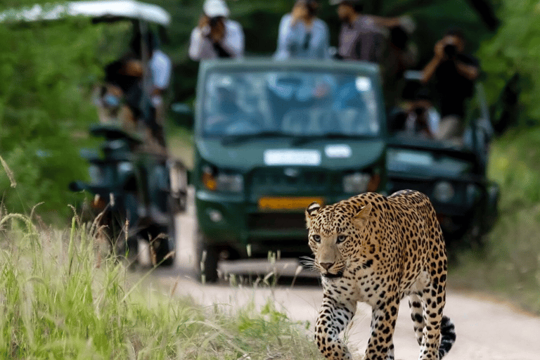 Jaipur: Private Jhalana Leopard Safari Tour