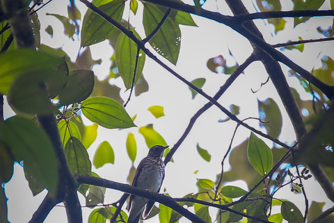 Vogelbeobachtung in Medellin mit einem erfahrenen Vogelbeobachter (Privat)