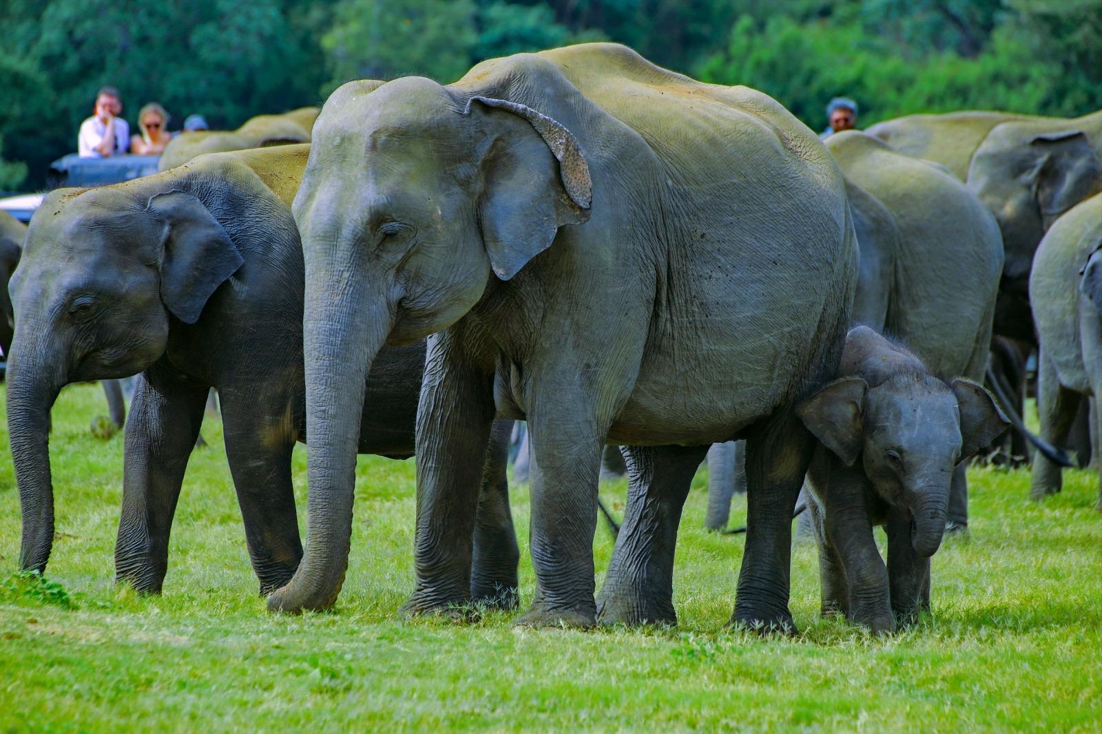 Von Trincomalee aus: Minneriya-Nationalpark-Safari im Geländewagen