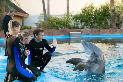 Hurghada : 1-Hour Dolphin Show at Dolphin World