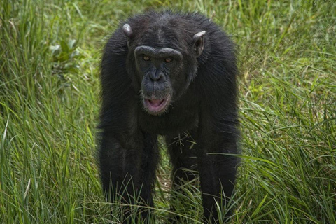 Safari con pernottamento a Ol Pejeta Conservancy