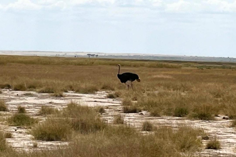 Nairobi: Amboseli National Park Day Trip with Lunch Luxury Landcruiser Option