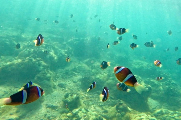 Hong Kong Sai Kung NEMO Clownfish Snorkeling Tour 【Private Tour】Hong Kong: NEMO Clownfish Snorkeling Tour