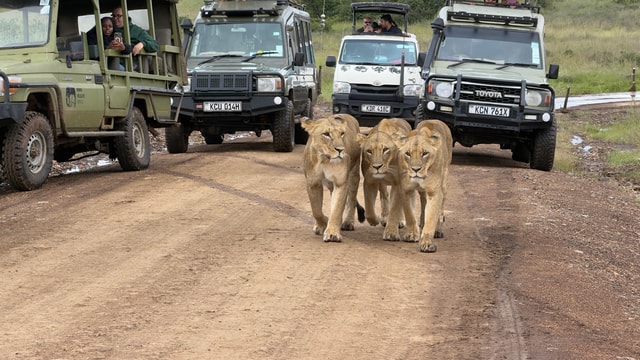Private Nairobi National Park Half Day Tour