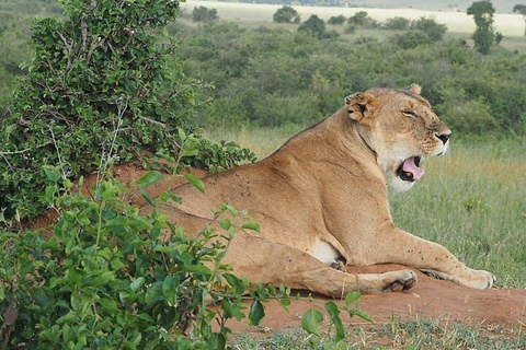 Nairobi: 2-Day Amboseli National Park Private Safari