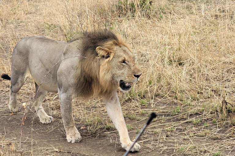 3-days 2-nights Zanzibar to Mikumi Safari wildlife-bye Boat