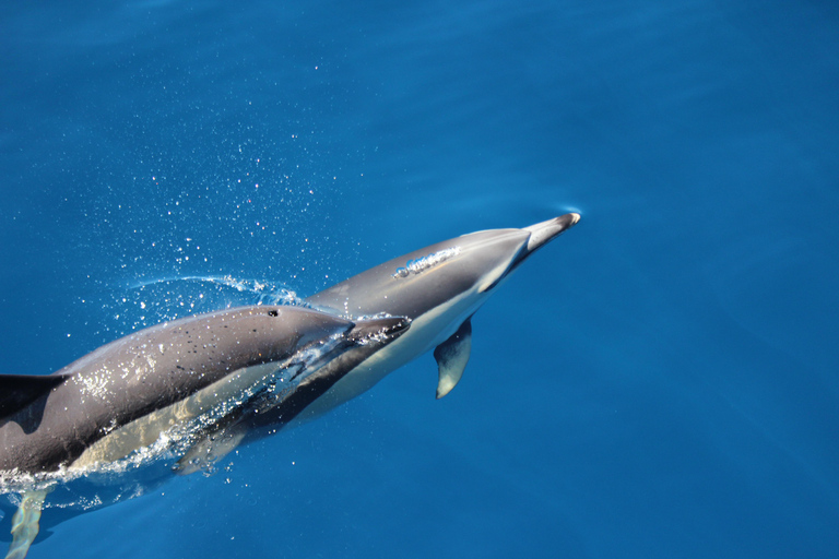 Nager avec les dauphins sur l&#039;île de Terceira