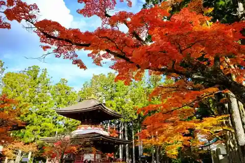 大阪発：フルーツ狩りと高野山紅葉ツアー