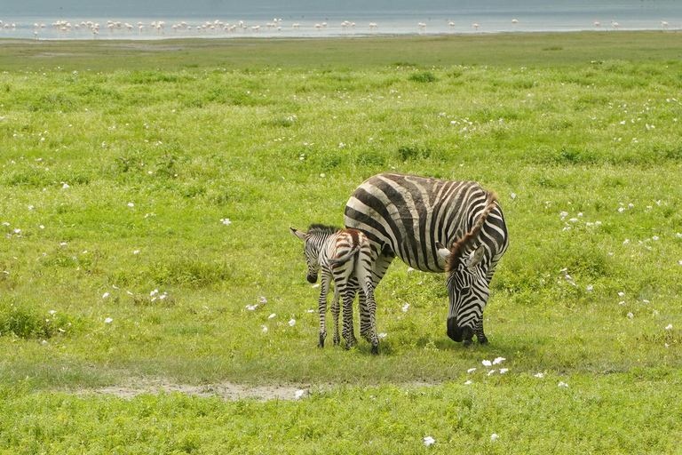 Tanzania: 4-Day Mid-Range Tour Tara, Serengeti & Ngorongoro