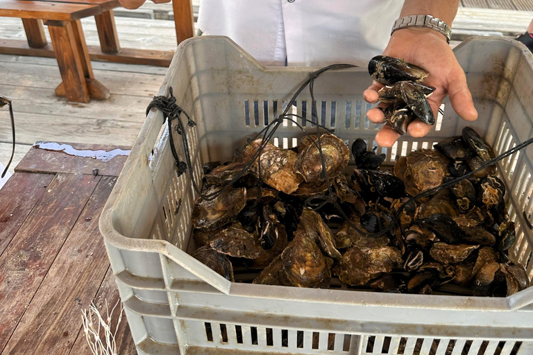 Oyster farm experience-private day trip from Dubrovnik