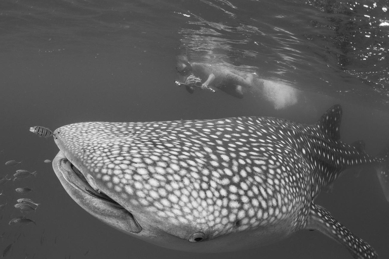 Zanzibar: Mafia Island Whale Shark Snorkeling Day Trip