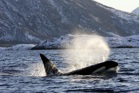 Tromsø: Observación de Orcas y Ballenas Excursión en barco climatizado confortableTromso: Excursión en barco climatizado confortable para avistar orcas y ballenas