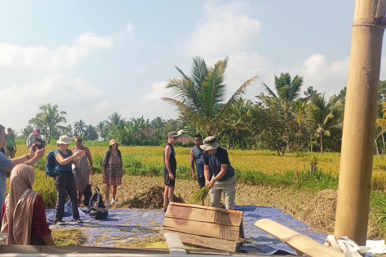 特特巴图：瀑布、香料、梯田、猴子森林特特巴图之旅、香料、瀑布、梯田、猴林