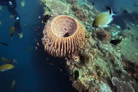 Tulamben Liberty Wreck 3 dives daytrip from South Bali