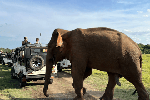 From Near Sigiriya: Kaudulla National Park Safari Tour Full Day Safari Tour