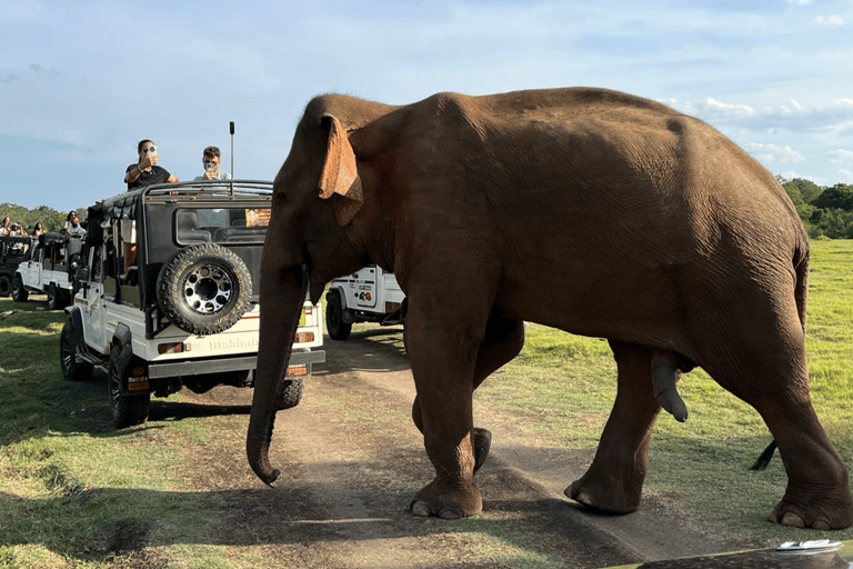 From Near Sigiriya: Kaudulla National Park Safari Tour Full Day Safari Tour