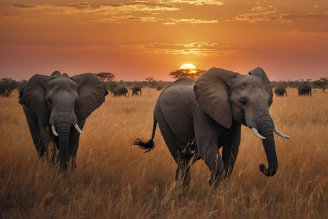 Arusha: Safari Migratorio de 6 días por el Parque Nacional del Serengeti