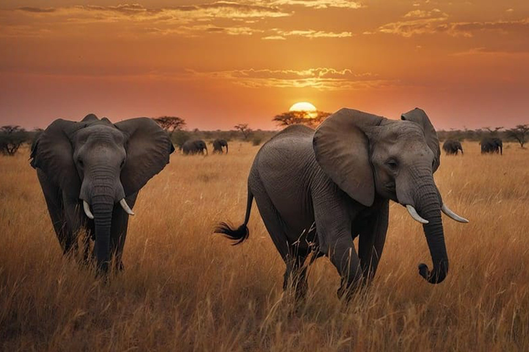 Arusha: Safari Migratorio de 6 días por el Parque Nacional del Serengeti