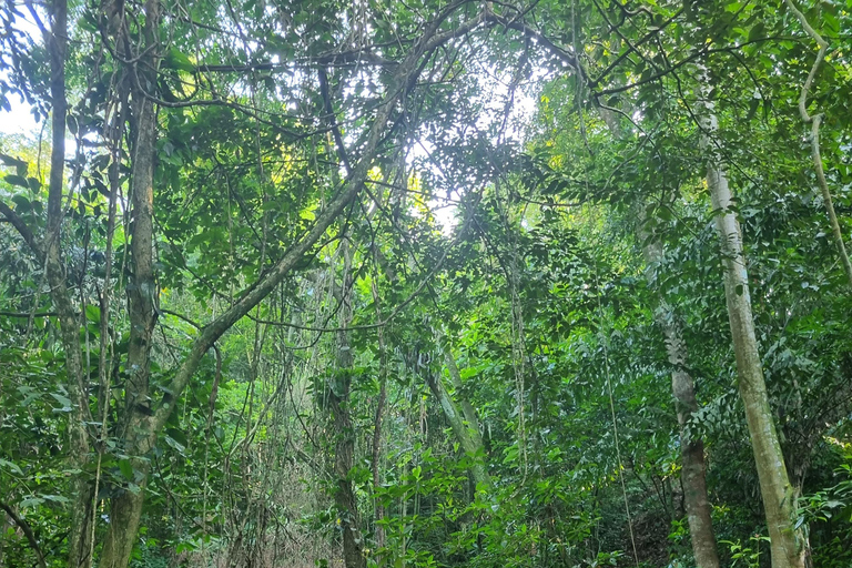 São Paulo: Waterfalls Hike, Beach View, & Chairlift Tour